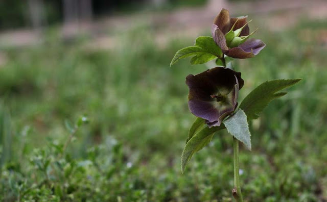 Lenten Rose Flowers