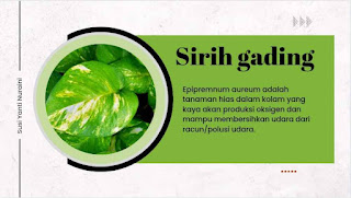 nama latin epipremnum aureum adalah tanaman hias sebagai pembersih udara dari racun atau polusi udara