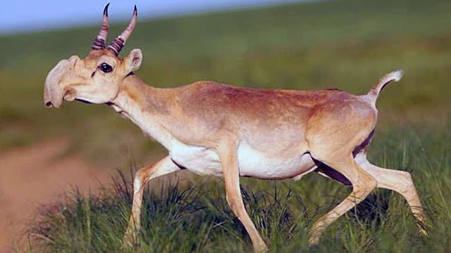 saiga antelop