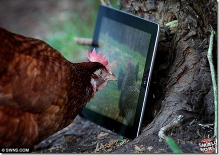 ipad-galinha2