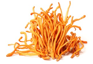 Buy Cordyceps Mushroom Products in West Virginia | Cordyceps Mushroom Company in West Virginia