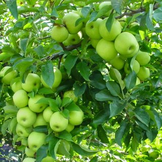 jual bibit apel manalagi cepat berbuah dalam pot Tombatu Timur