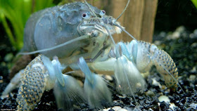giant crayfish picture blue wallpaper