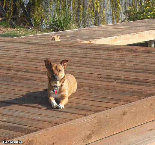 21 Foto Yang Harus Anda Lihat Setelah 21 Mei 2011 Berlalu - 15. Foto kucing mengintip anjing