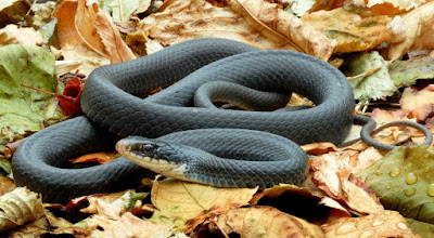 Black Mamba Snake