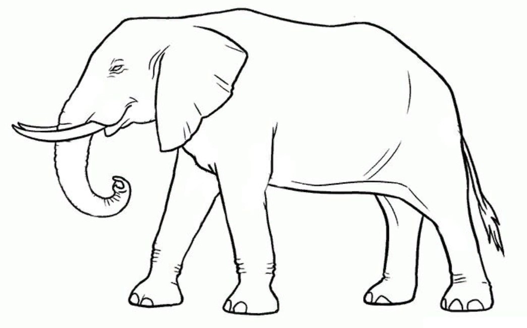   20 Sketsa  Gambar  Hewan Gajah  Yang Mudah Di Warnai Untuk 