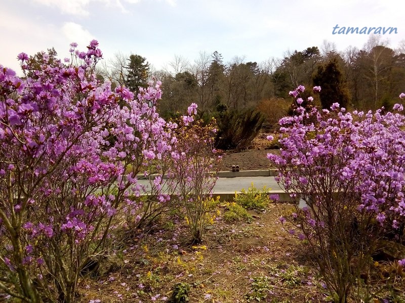 Рододендрон остроконечный (Rhododendron mucronulatum)