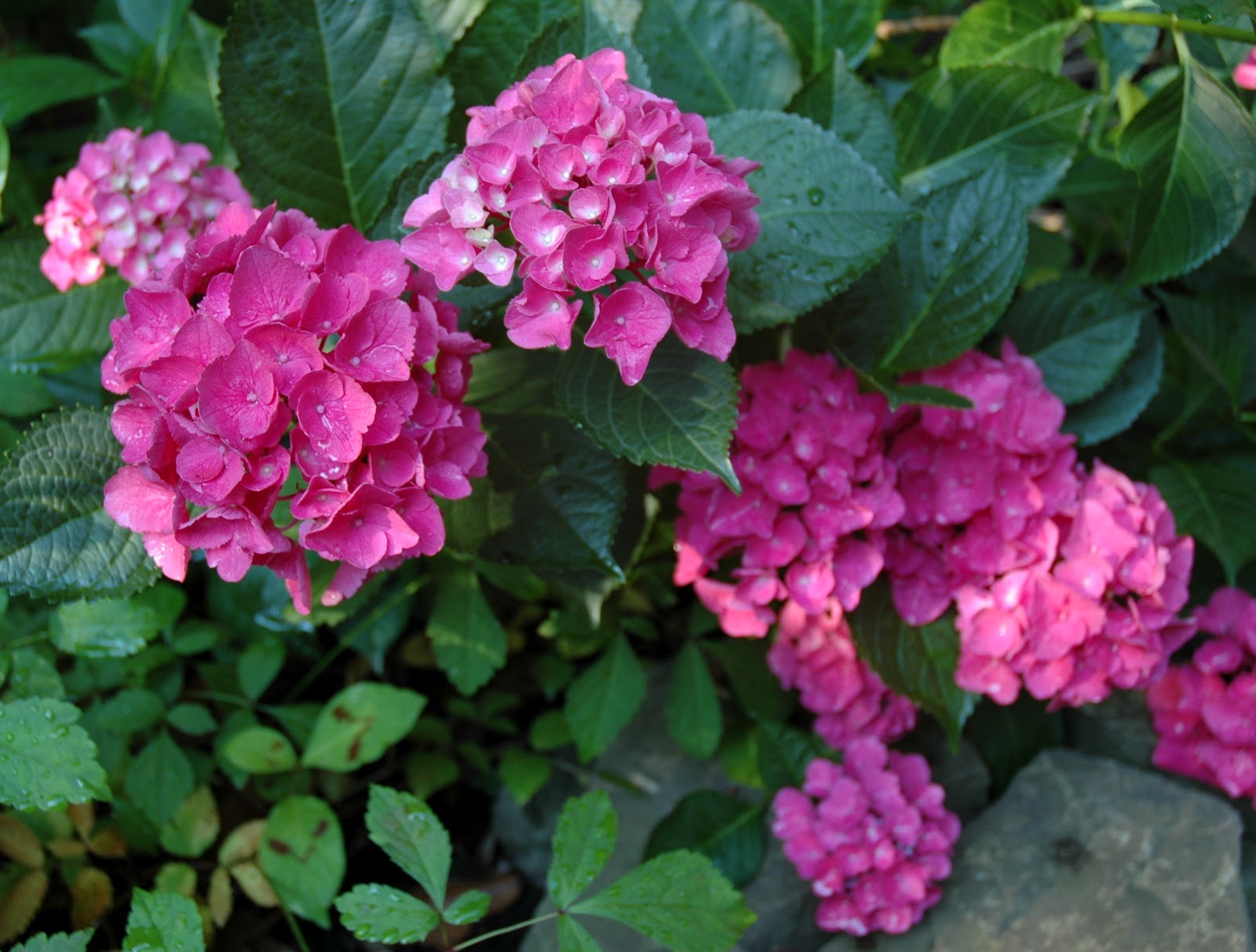 Tin Roof Gardens: The 2012 Tin Roof Gardens Hydrangea Edition