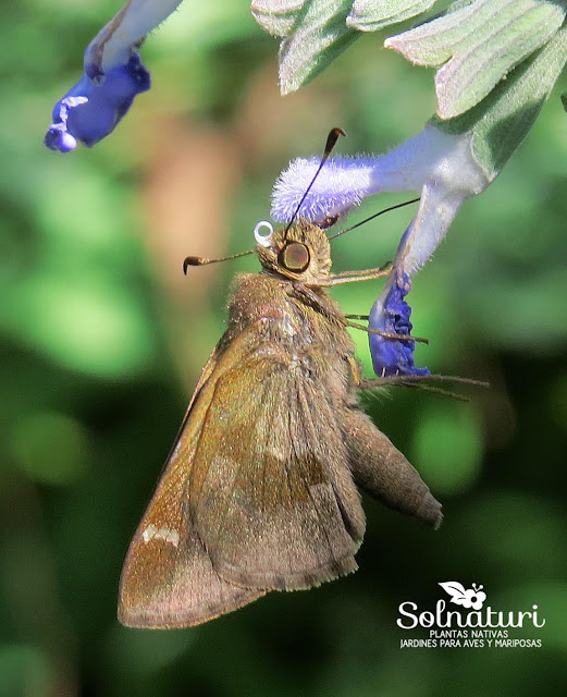 Mariposa Cymaenes odilia odilia  Hierbera común