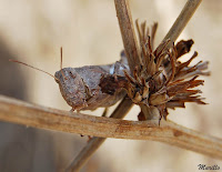 Saltamontes egipcio