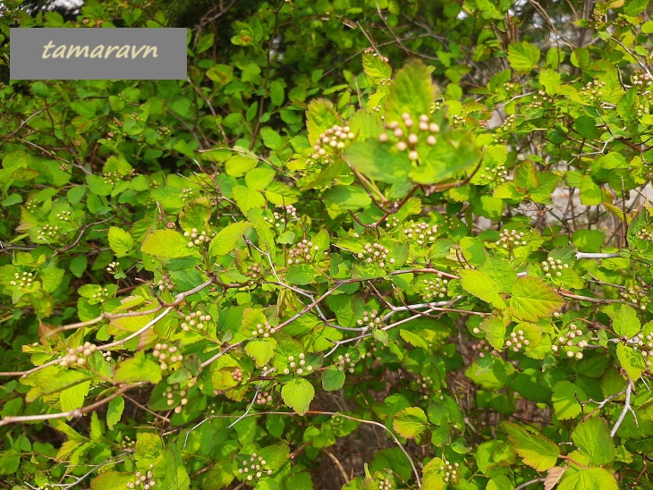 Смотрите также тему:  Спирея уссурийская / Таволга уссурийская (Spiraea ussuriensis)