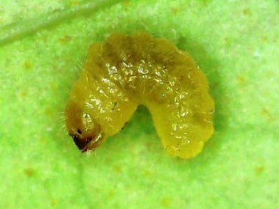 Larva kumbang