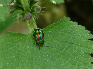 Chrysolina (Fastuolina) fastuosa DSC06348