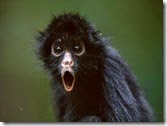 shocked-monkey