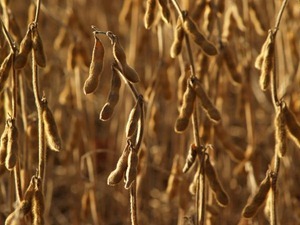 grainmarketnews_soybean4_033