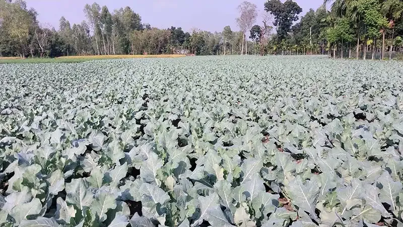 ফুলবাড়ীতে ফুলকপি-বাঁধাকপির বাম্পার ফলনের সম্ভাবনা