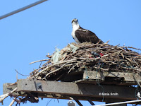 This Osprey gathered garbage to build its nest - PEI, Canada, photo by Marie Smith