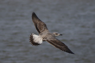 1st cycle Yellow-legged Gull