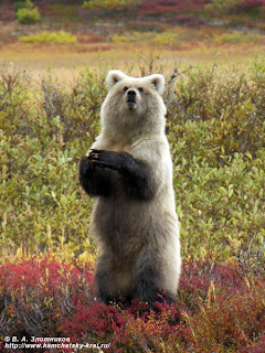 Grizzly or Brown Bear (Ursus arctos Linnaeus)