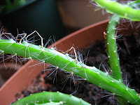 tiny sprouts on long stem