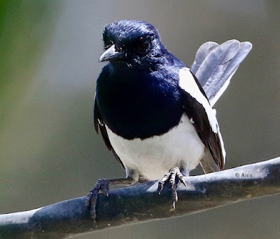 Oriental Magpie-Robin