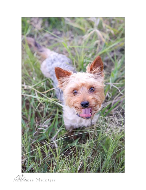 Yorkie boy