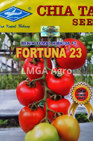 jual benih, tomat, bibit tomat unggul, cap kapal terbang, panah merah, known you seed, toko pertanian, online, lmga agro