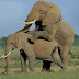 Foto Gajah Kawin Unik Super Lucu