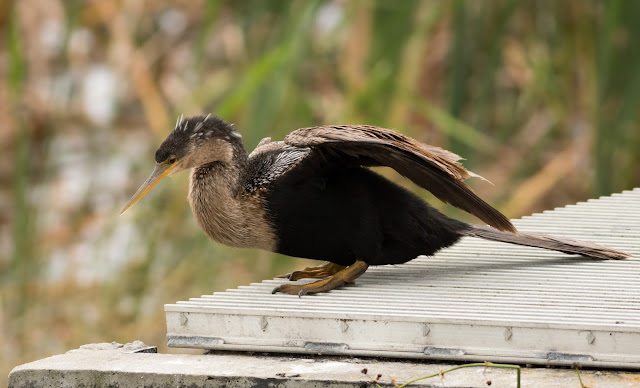 Anhinga - Viera Wetlands, Florida