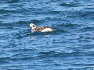 Female Long-tailed Duck