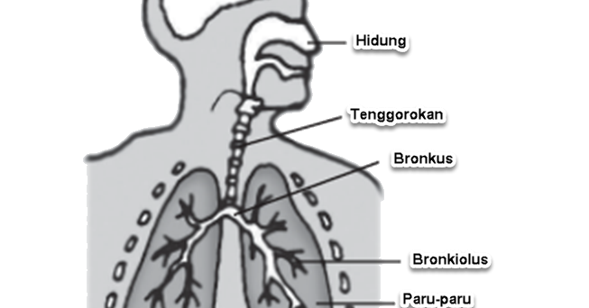  Alat  Pernapasan  Makhluk Hidup imron web id