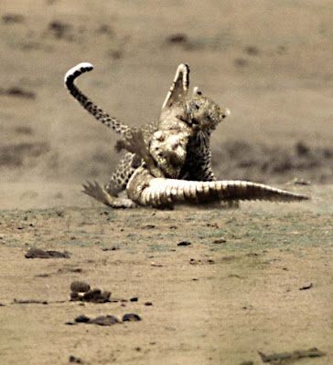 [Image: Leopard_Croc_Fight_13.jpg]