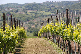 Donnachiara wines of Avellino