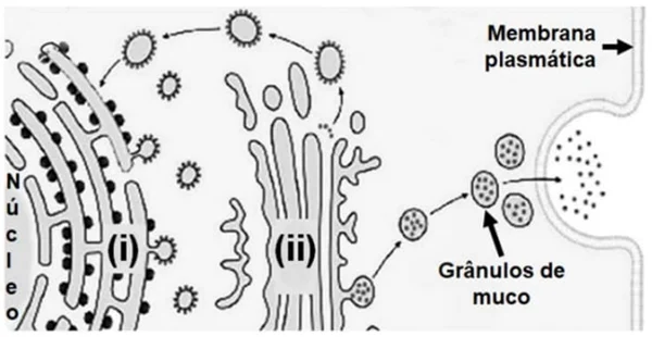 Adaptado de A. Pompa e outros. International Journal of Molecular Sciences, Basel, v. 18, p. 703, mar. 2017.