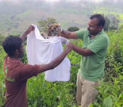 One tiger cub was saved while two were found dead in Coonoor, Tamil Nadu