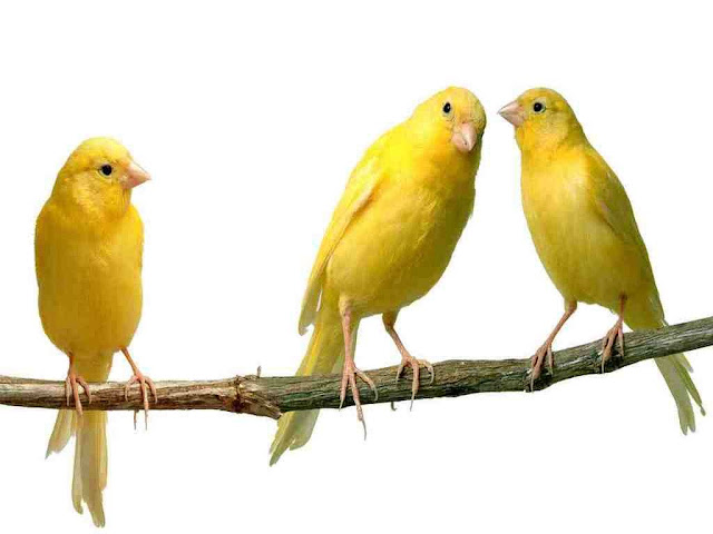 Three Yellow Small Bird Wallpaper