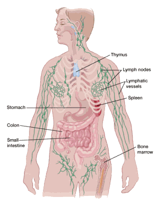 What is the lymph system?