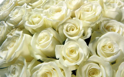 WHITE ROSE IMAGES FREE DOWNLOAD  32