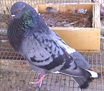 Marchenero Pouter Pigeon