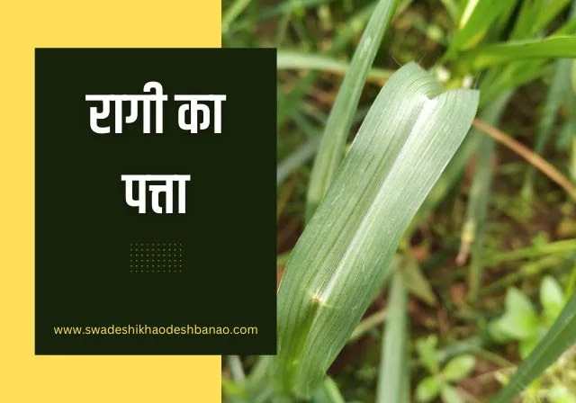 ragi leaf in hindi