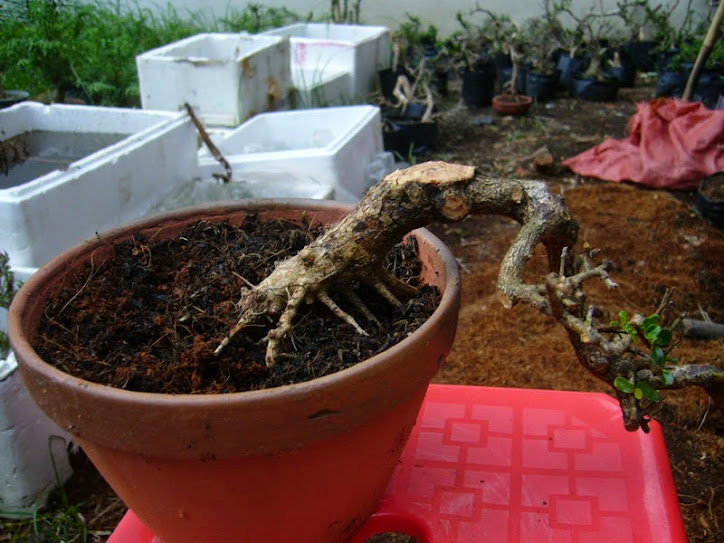 sam núi hàng đẹp mới khai thác