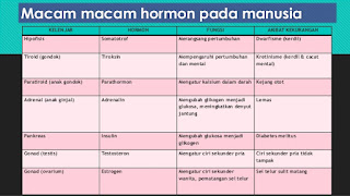 Macam-Macam Hormon Pada Manusia dan Fungsinya