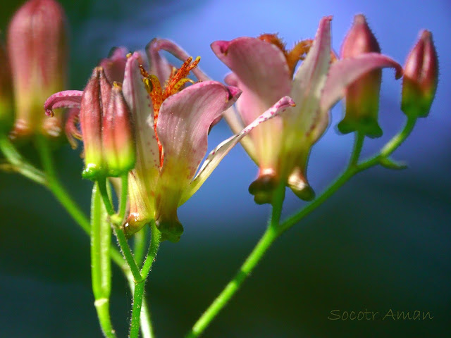 Tricyrtis hirta