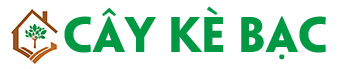 Cây Kè Bạc 