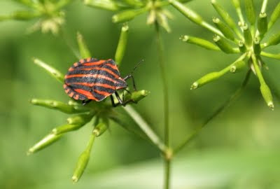 - Pyjamaschildwants - Graphosoma italicum