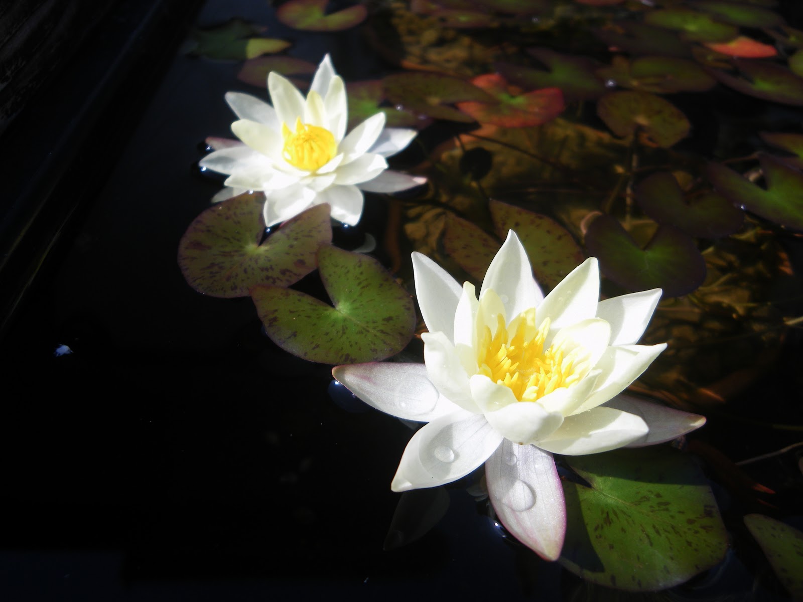 姫睡蓮の育て方 植え替え 成長 花が咲く メダカの大工