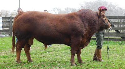 Limangus raza de cria de carne