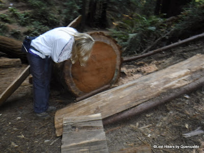 Which age this redwood?