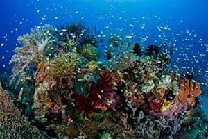 Tempat Menyelam Terbaik di Indonesia, Tempat Menyelam, Diving terbaik