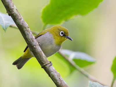 oriental white eye